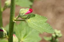 タチアオイ(立葵)