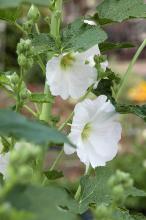 タチアオイ(立葵)