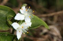 トキワツユクサ(常磐露草)