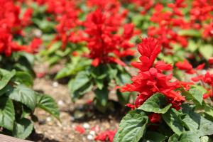 サルビア・スプレンデンス