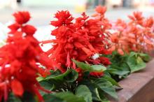 サルビア・スプレンデンス