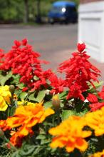 サルビア・スプレンデンス