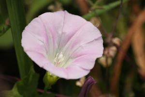 ヒルガオ(昼顔)