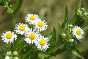 ヒメジョオン(姫女苑)