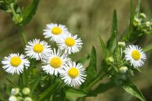 ヒメジョオン(姫女苑)