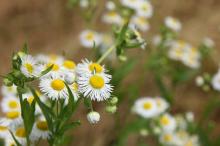 ヒメジョオン(姫女苑)