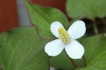 ドクダミ(毒痛み)