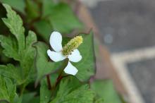 ドクダミ(毒痛み)