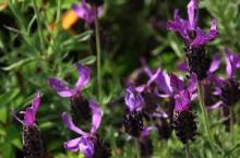 ストエカスラベンダー