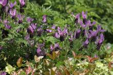 ストエカスラベンダー