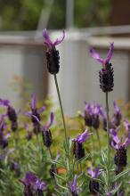 ストエカスラベンダー