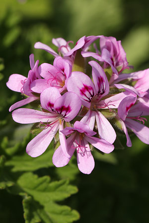 ローズゼラニウム(ニオイテンジクアオイ)