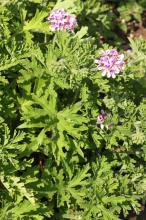 ローズゼラニウム(ニオイテンジクアオイ)