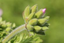 ローズゼラニウム(ニオイテンジクアオイ)