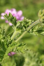 ローズゼラニウム(ニオイテンジクアオイ)