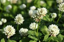 シロツメクサ(白詰草)