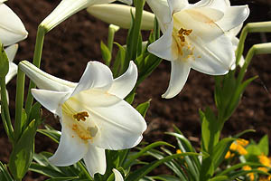 テッポウユリ(鉄砲百合)