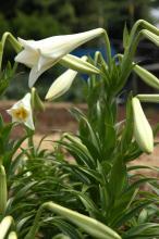 テッポウユリ(鉄砲百合)