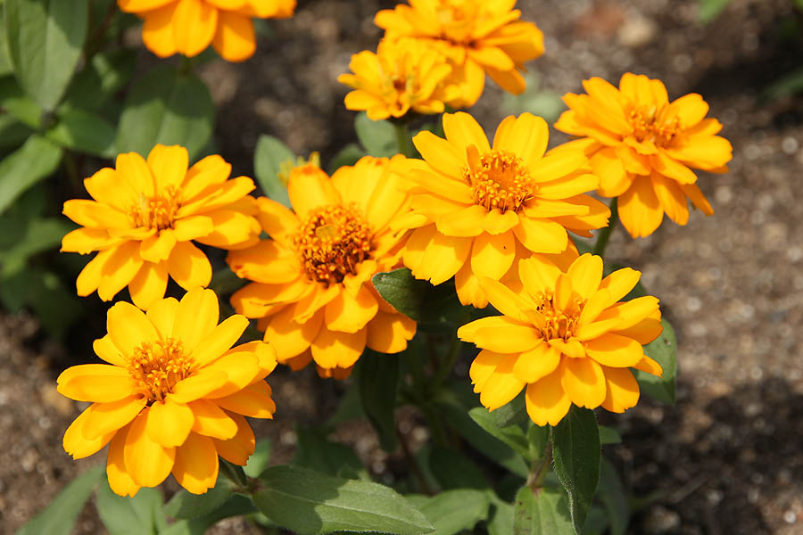 お花の写真集 ジニア 黄 オレンジ