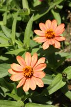 ジニア(黄・オレンジ)