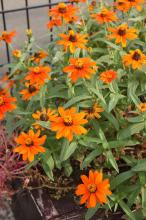 ジニア(黄・オレンジ)