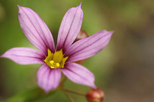 ニワゼキショウ(紫)