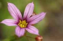 ニワゼキショウ(紫)