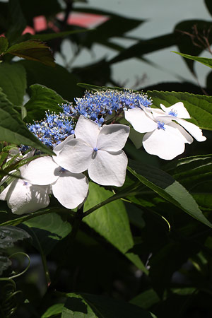 ガクアジサイ(額紫陽花)