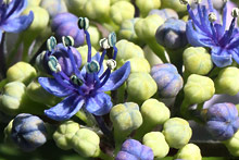 ガクアジサイ(額紫陽花)