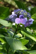 ガクアジサイ(額紫陽花)