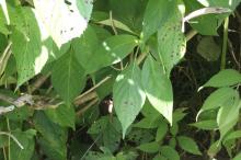 ガクアジサイ(額紫陽花)