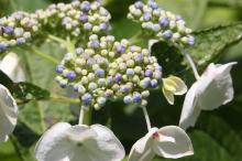 ガクアジサイ(額紫陽花)