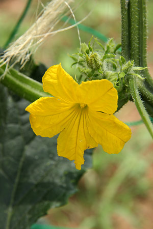 キュウリ(胡瓜)