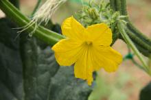 キュウリ(胡瓜)