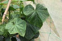 キュウリ(胡瓜)