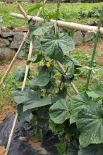 キュウリ(胡瓜)