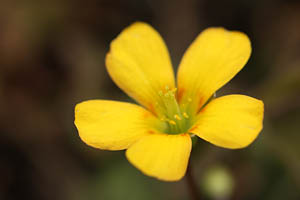 カタバミ(片喰)