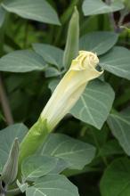 ケチョウセンアサガオ(毛朝鮮朝顔)