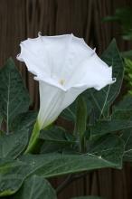 ケチョウセンアサガオ(毛朝鮮朝顔)