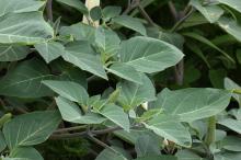 ケチョウセンアサガオ(毛朝鮮朝顔)