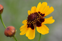 ハルシャギク(波斯菊)