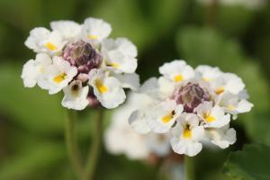 ヒメイワダレソウ(姫岩垂草)