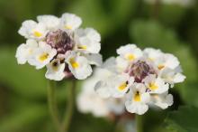 ヒメイワダレソウ(姫岩垂草)