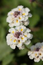 ヒメイワダレソウ(姫岩垂草)