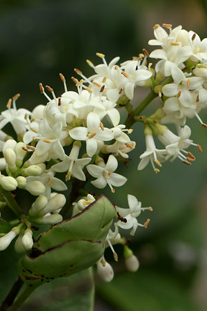 ネズミモチ(鼠黐)