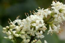 ネズミモチ(鼠黐)