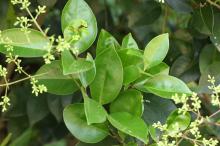 ネズミモチ(鼠黐)