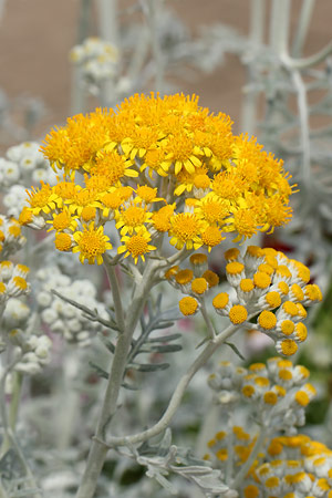 シロタエギク(白妙菊)