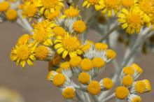 シロタエギク(白妙菊)