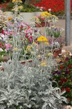 シロタエギク(白妙菊)